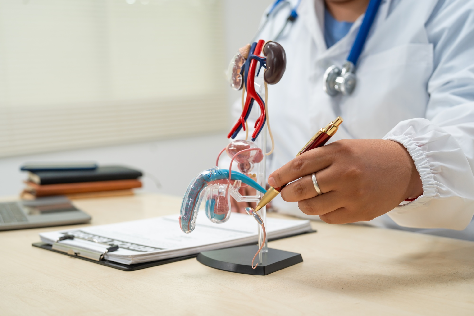 A female doctor sits at her desk hospital,examining male urinary tract model.She discusses urinary