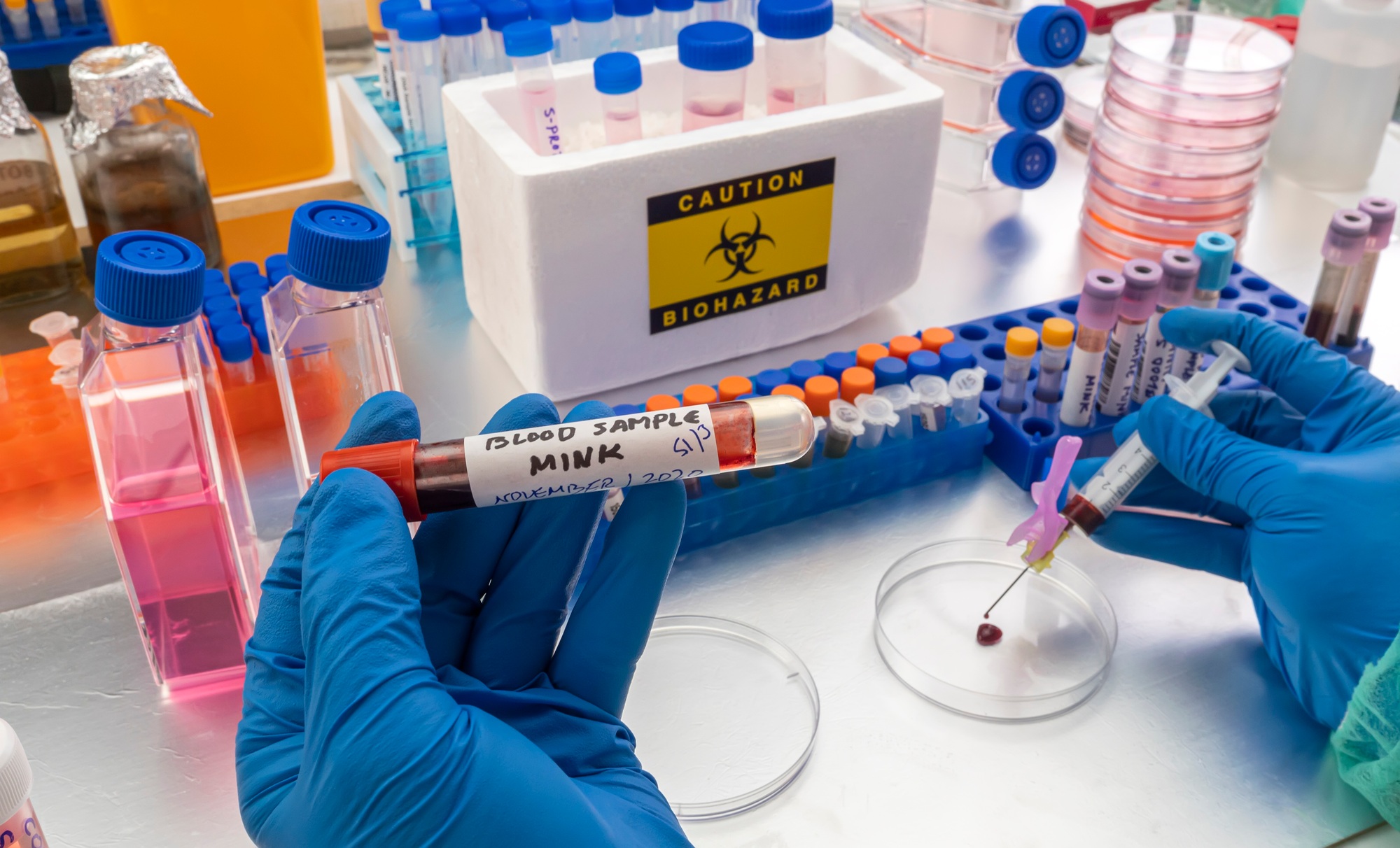 mink blood sample on a petri dish in a laboratory